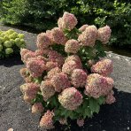 Hortenzia metlinatá (Hydrangea paniculata) ‘LIVING RASPBERRY PINK’® by LIVING CREATIONS® - výška 20-30 cm, kont. C1,5L